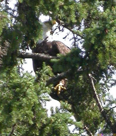 bald-eagle-Weisskopfseeadler-im-Baum-Lake-of-the-Woods-Kenora-Ontario-Canada-Kanada-DSCN8322.jpg