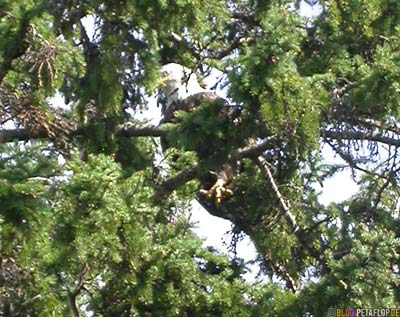 bald-eagle-Weisskopfseeadler-im-Baum-Lake-of-the-Woods-Kenora-Ontario-Canada-Kanada-DSCN8324.jpg