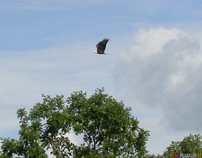 bald-eagle-Weisskopfseeadler-im-Flug-Lake-of-the-Woods-Kenora-Ontario-Canada-Kanada-DSCN8331.jpg