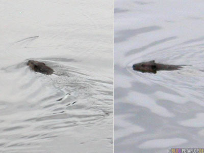 Biber-Beaver-Magnetawan-Ontario-Canada-Kanada-DSCN7880.jpg