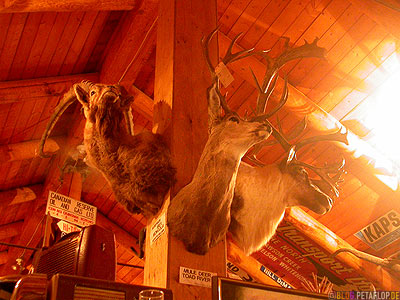 Big-Game-Animal-Heads-Wild-Tierkoepfe-Heritage-Museum-Fort-Nelson-Alaska-Highway-British-Columbia-Canada-Kanada-DSCN9997.jpg