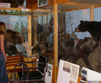 Big-Game-Animals-Wild-Bear-ausgestopfter-Baer-Wolf-Heritage-Museum-Fort-Nelson-Alaska-Highway-British-Columbia-Canada-Kanada-DSCN9971.jpg