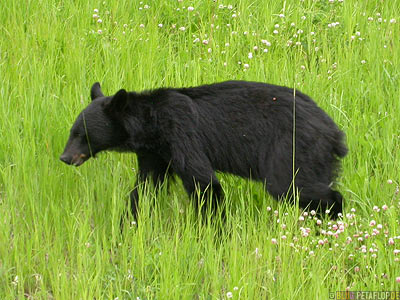 Black-Bear-Schwarzbaer-Alaska-Highway-Watson-Lake-Yukon-Canada-Kanada-DSCN0455.jpg