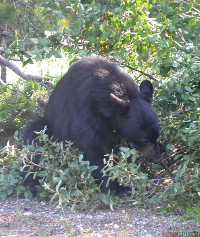 Black-Bear-wild-animal-aighting-Schwarzbaer-Sichtung-Lake-Louise-Banff-National-Park-Rocky-Mountains-Alberta-Canada-Kanada-DSCN9391.jpg