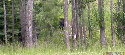 Blackbear-Schwarzbaer-Alaska-Highway-British-Columbia-Canada-Kanada-DSCN0055.jpg