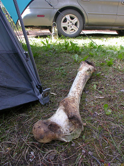 Bone-Knochen-Service-Campground-RV-Park-Alaska-Highway-Watson-Lake-Yukon-Canada-Kanada-DSCN0434.jpg