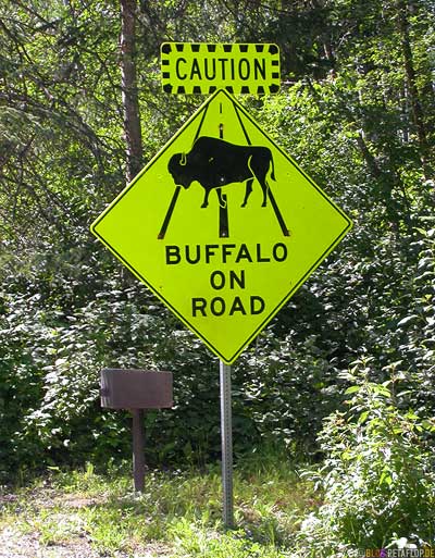 Buffalo-on-road-Sign-Alaska-Highway-Liard-River-Hot-Springs-Heisse-Quellen-BC-British-Columbia-Canada-Kanada-DSCN0344.jpg