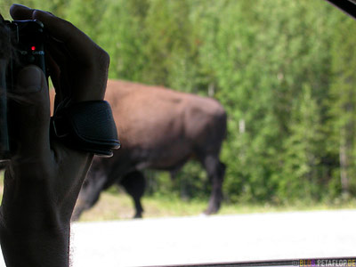 Buffalo-on-road-videotaped-amerikanischer-Bison-Bueffel-auf-dem-gefilmt-Highway-Alaska-Highway-Yukon-Canada-Kanada-DSCN0310.jpg