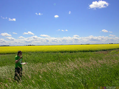 Canola-Field-Rapsfeld-Manitoba-Canada-Kanada-DSCN8625.jpg