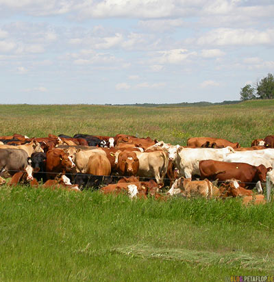 Cattle-Cows-Kuehe-Rinder-Rinderherde-Saskatchewan-Canada-Kanada-DSCN8788.jpg