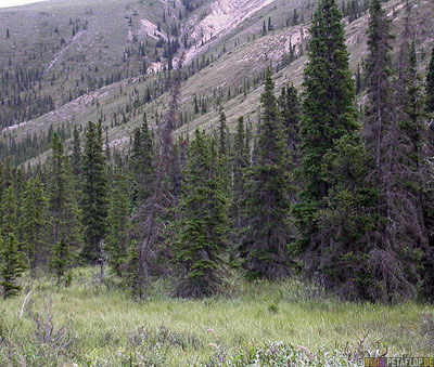 coniferous-wood-woods-Forest-Wald-Nadelholz-Northern-Rocky-Mountains-Alaska-Highway-British-Columbia-Canada-Kanada-DSCN0104.jpg