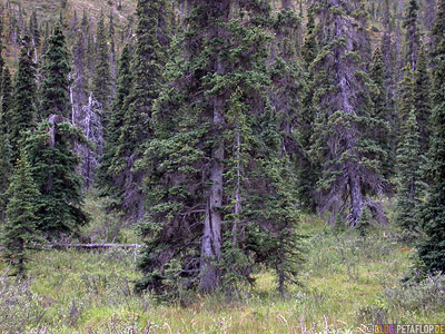 coniferous-wood-woods-Forest-Wald-Nadelholz-Northern-Rocky-Mountains-Alaska-Highway-British-Columbia-Canada-Kanada-DSCN0105.jpg