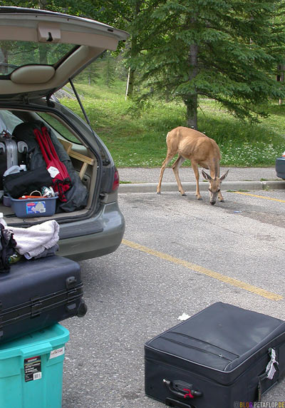 Deer-female-Reh-Miette-Hot-Springs-Ford-Taurus-Station-Wagon-Kombi-Luggage-Koffer-Parking-Lot-Parkplatz-Rocky-Mountains-Jasper-National-Park-Alberta-Canada-Kanada-DSCN9789.jpg