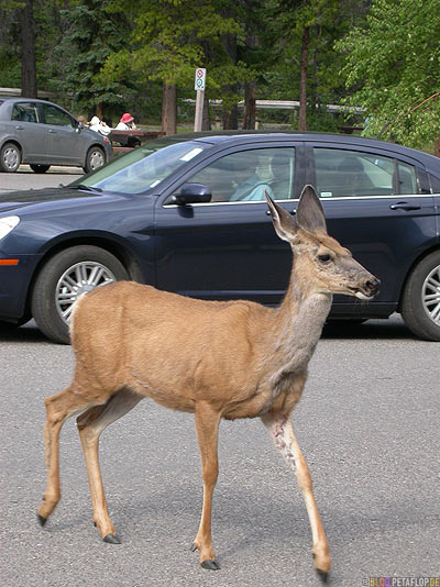 Deer-female-Reh-Miette-Hot-Springs-Parking-Lot-Parkplatz-Rocky-Mountains-Jasper-National-Park-Alberta-Canada-Kanada-DSCN9786.jpg