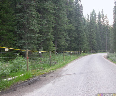 BEAR SHOCKED WITH ELECTRIC FENCE. UDAP BEAR SHOCK ELECTRIC