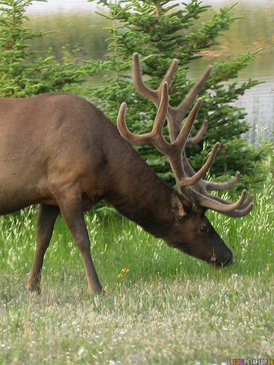 Elk-Wapiti-nordamerikanischer-Hirsch-Rocky-Mountains-Jasper-National-Park-Alberta-Canada-Kanada-DSCN9714.jpg