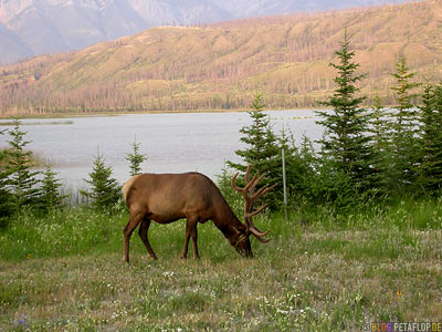 Elk-Wapiti-nordamerikanischer-Hirsch-Rocky-Mountains-Jasper-National-Park-Alberta-Canada-Kanada-DSCN9721.jpg