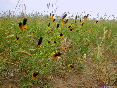 Feldblumen-Field-Flowers-Carmichael-Saskatchewan-Canada-Kanada-DSCN8889.jpg