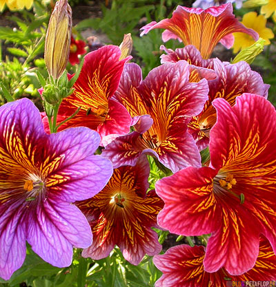 Canada Flowers on Flowers Blumen Jasper Rocky Mountains Jasper National Park Alberta