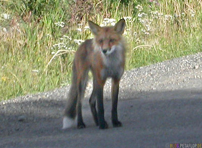 Fox-Fuchs-Klondike-Highway-Carmacks-Yukon-Canada-Kanada-DSCN0567.jpg