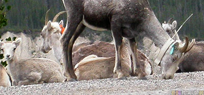 Goats-Ziegen-Antenne-Antenna-Northern-Rocky-Mountains-Alaska-Highway-British-Columbia-Canada-Kanada-DSCN0127.jpg