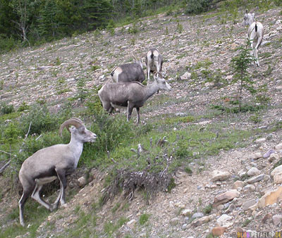 Goats-Ziegen-Northern-Rocky-Mountains-Alaska-Highway-British-Columbia-Canada-Kanada-DSCN0113.jpg