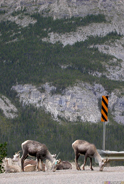 Goats-Ziegen-Northern-Rocky-Mountains-Alaska-Highway-British-Columbia-Canada-Kanada-DSCN0130.jpg