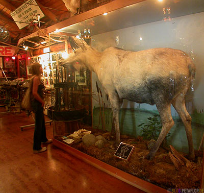 Heritage-Museum-Fort-Nelson-white-Albino-Moose-weisser-Elch-Alaska-Highway-British-Columbia-Canada-Kanada-DSCN9989.jpg