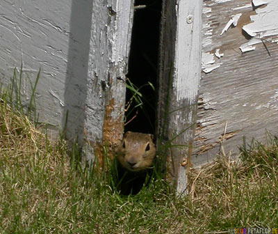 Heritage-Museum-Portage-la-Prairie-Manitoba-Canada-Kanada-DSCN8612.jpg