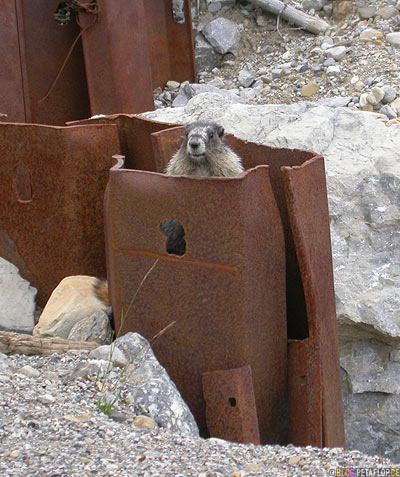 Hoary-Marmot-whistler-Murmeltier-Animal-Wildlife-Northern-Rocky-Mountains-Alaska-Highway-British-Columbia-Canada-Kanada-DSCN0109.jpg