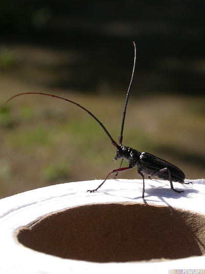 Insect-Insekt-Klorolle-toilet-paper-Kaefer-Bug-Service-Campground-RV-Park-Alaska-Highway-Watson-Lake-Yukon-Canada-Kanada-DSCN0442.jpg