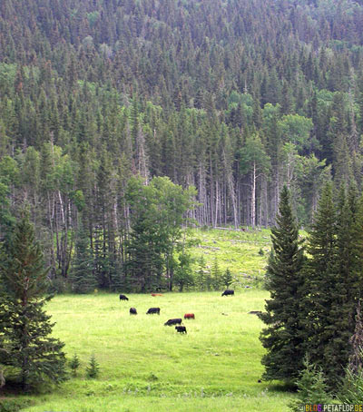 Karl-May-Cows-grazing-Cattle-weidende-Kuehe-Cypress-Hills-Zypressenhuegel-Saskatchewan-Canada-Kanada-DSCN8952.jpg