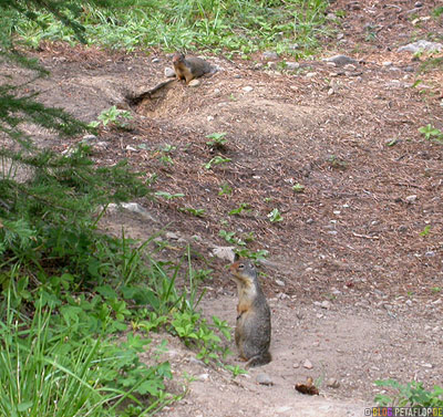 Lake-Louise-Columbia-Ground-Squirrel-Banff-National-Park-Rocky-Mountains-Alberta-Canada-Kanada-DSCN9288.jpg