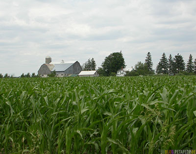 Maisfeld-Farm-Farmhaus-Scheune-Shed-Corn-Field-Germans-Deutsche-Mennonites-Mennoniten-Ontario-Canada-Kanada-DSCN7855.jpg