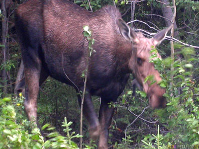 Moose-female-weiblicher-Elch-Northern-Rocky-Mountains-Alaska-Highway-British-Columbia-Canada-Kanada-DSCN0192.jpg