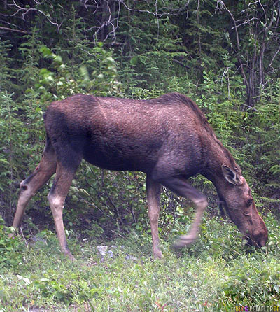 Moose-female-weiblicher-Elch-Northern-Rocky-Mountains-Alaska-Highway-British-Columbia-Canada-Kanada-DSCN0197.jpg