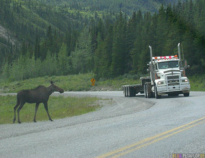 Moose-Truck-Elch-Lastwagen-Alaska-Highway-British-Columbia-Canada-Kanada-DSCN0085.jpg