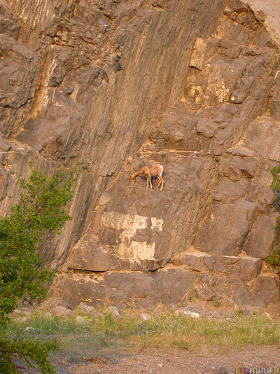 Mufflon-Bighorn-Sheep-Dickhornschaf-Schaf-Rocky-Mountains-Jasper-National-Park-Alberta-Canada-Kanada-DSCN9732.jpg