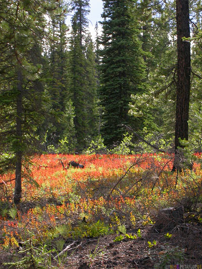 Red-weed-rotes-Gras-Forest-Woods-Wald-Abendsonne-evening-sun-Swan-Lake-Yukon-Canada-Kanada-DSCN0491.jpg