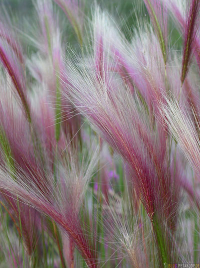 red-Weed-rotes-Gras-Klondike-Highway-Yukon-Canada-Kanada-DSCN0528.jpg