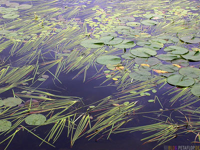 Water-Lilies-Lily-See-Seerosenteich-Lake-Pond-Blind-River-Ontario-Canada-Kanada-DSCN7934.jpg