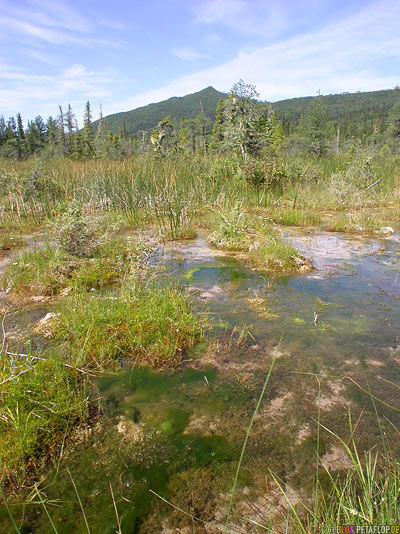 Way-to-Liard-River-Hot-Springs-Heisse-Quellen--Alaska-Highway-BC-British-Columbia-Canada-Kanada-DSCN0341.jpg