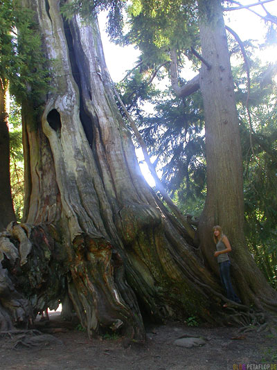 Stanley Park Trees