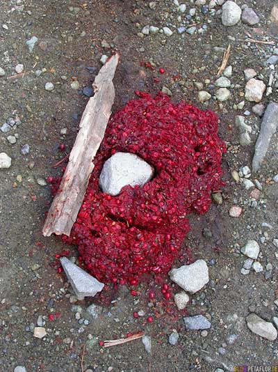 Bear-berry-puke-Baerenbeerenkotze-Kenicott-Kennecott-abandoned-copper-mine-verlassene-Kupfermine-Wrangell-St-Elias-National-Park-Alaska-USA-DSCN2072.jpg