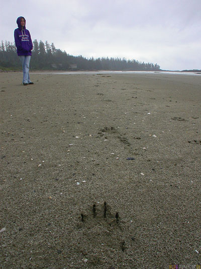 Bear-Tracks-Baerenspuren-Sand-Strand-Pacific-Rim-National-Park-near-Tofino-Beach-Vancouver-Island-BC-British-Columbia-Canada-Kanada-DSCN3079.jpg