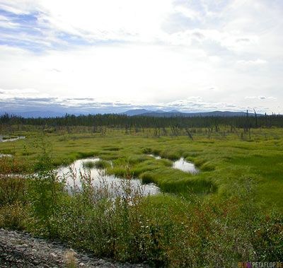 between-border-and-Beaver-Creek-Yukon-Canada-DSCN2188.jpg