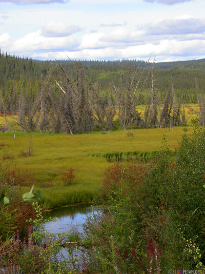 between-border-and-Beaver-Creek-Yukon-Canada-DSCN2201.jpg