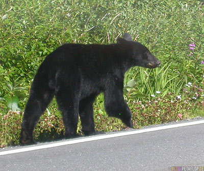 Black-Bear-blackbear-Schwarzbaer-Highway-37a-Stewart-BC-British-Columbia-Canada-Kanada-DSCN2581.jpg