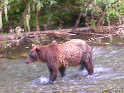 brownbear-coastal-bear-Braunbär-River-Fish-Creek-Wildlife-Observation-Site-Hyder-Alaska-USA-DSCN2480.jpg