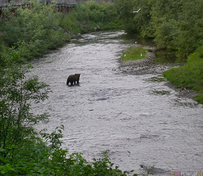 brownbear-coastal-bear-Braunbär-River-Fish-Creek-Wildlife-Observation-Site-Hyder-Alaska-USA-DSCN2485.jpg